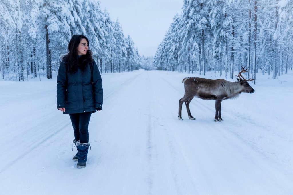 Encuentro con un reno en Laponia