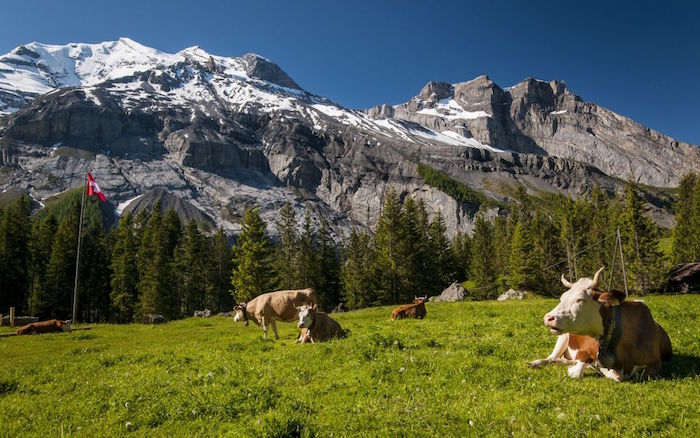 Foto de vacas en sus pastos de montaña típicos del paisaje vacacional suizo