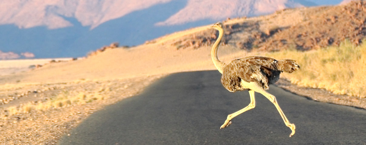 Avestruz en Namibia