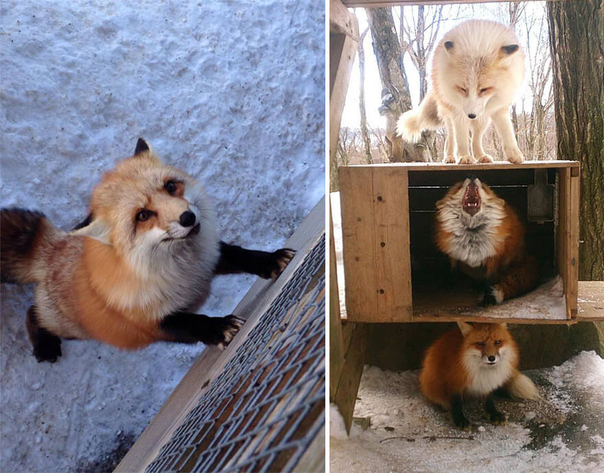 Zao Kitsune Mura, fox village Japón