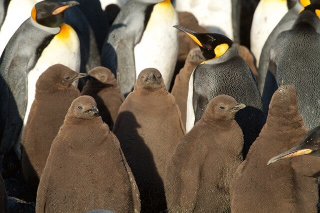 Llanura de Salisbury, Georgia del Sur, Isla Pingüino