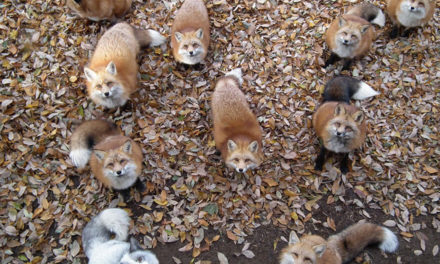 En Japón, un pueblo está poblado por zorros a los que se les puede dar de comer