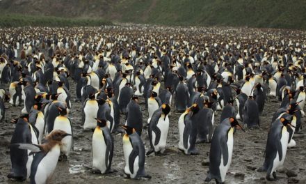 Salisbury Plain, Isla Georgia del Sur, hogar de una enorme comunidad de pingüinos