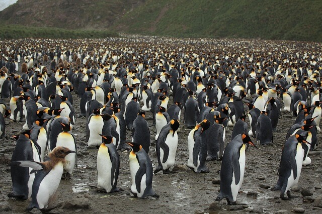 Salisbury Plain, Isla Georgia del Sur, hogar de una enorme comunidad de pingüinos