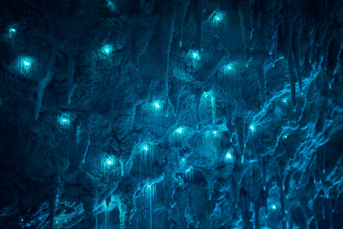 Waitomo Caves, Glowworms, Nueva Zelanda