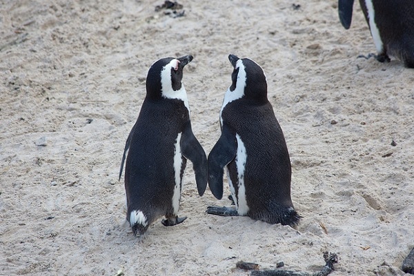 Pingüinos Boulders Beach Sudáfrica