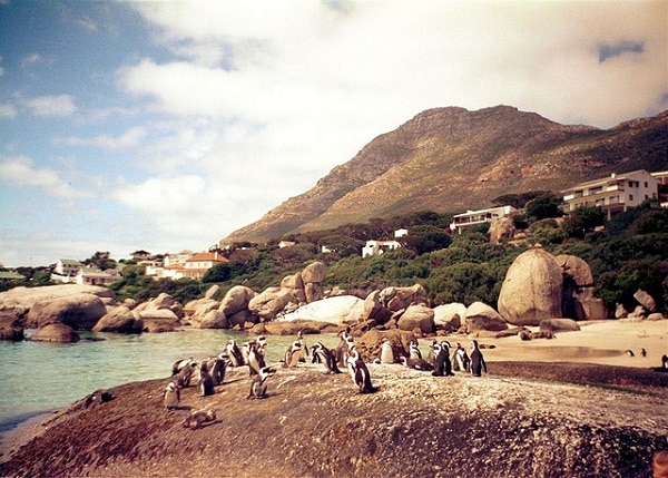 Pingüinos Boulders Beach Sudáfrica