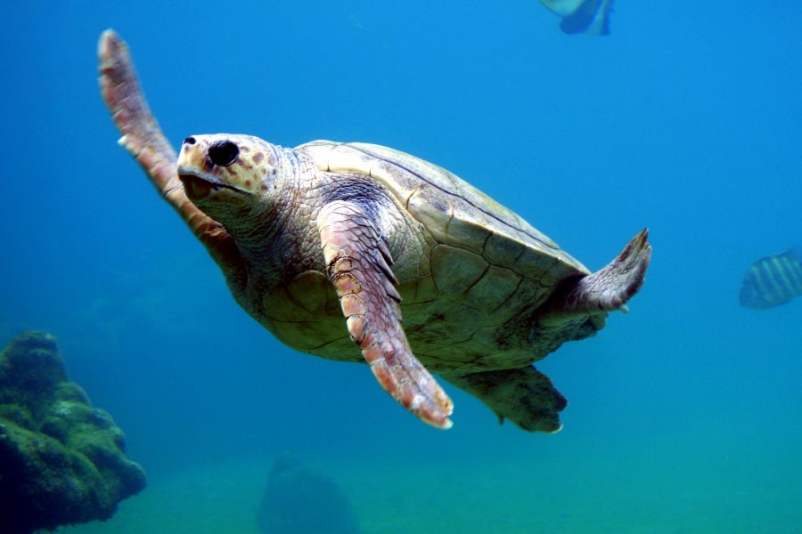 tortuga de mar