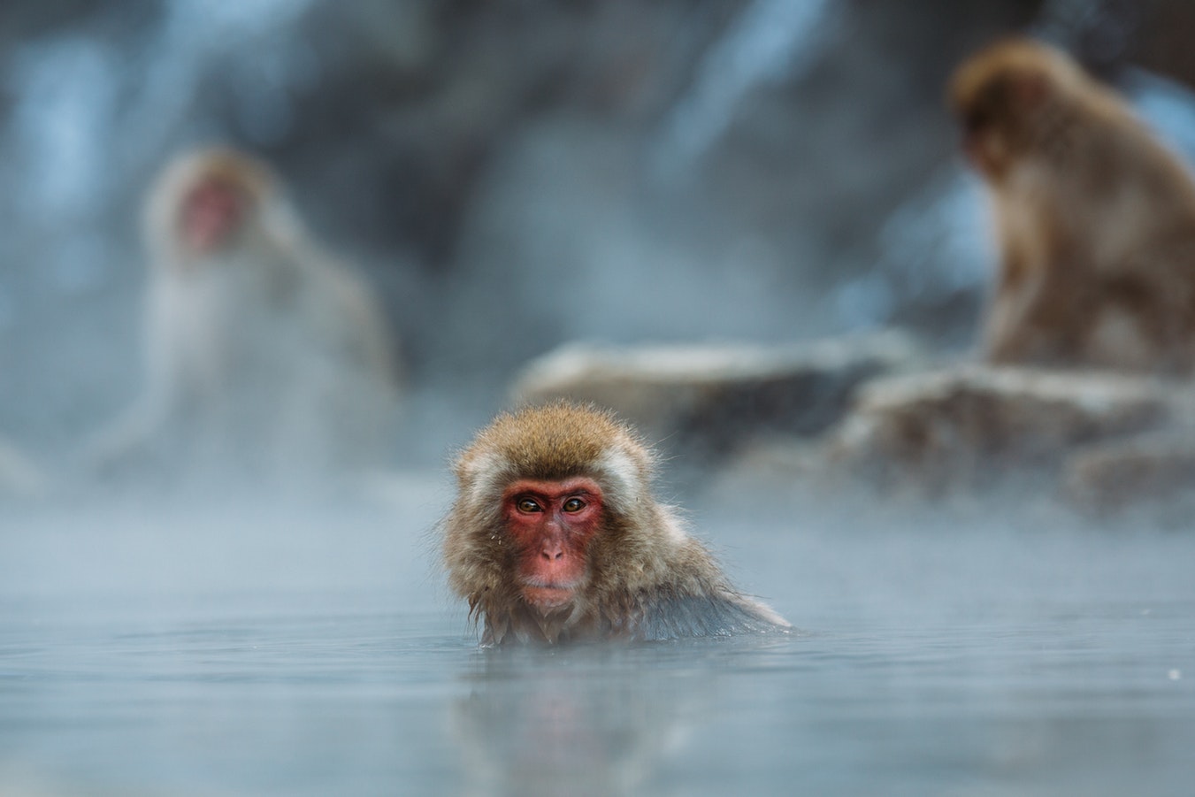 macacos islas japonesas