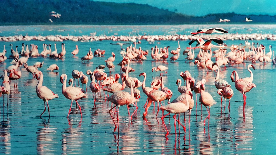 lago nakuru valle del gran rift kenia