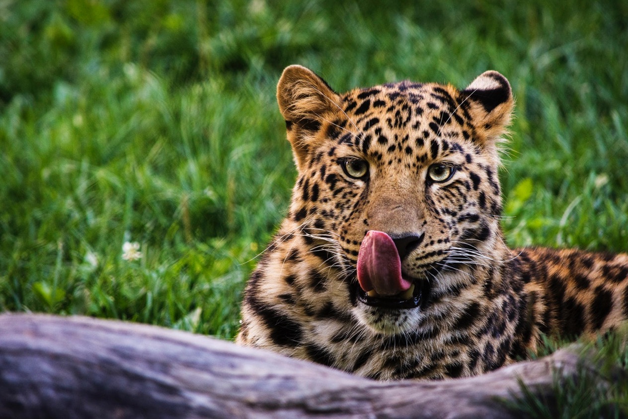 leopardos de convivencia bera
