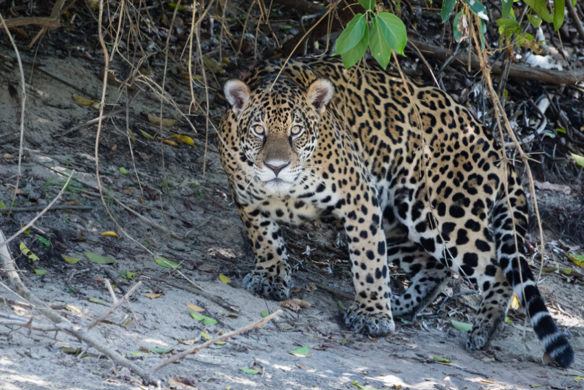 Jaguar, Pantanal Brasil