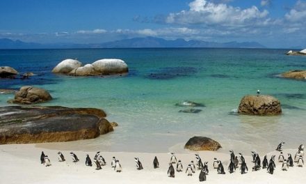 Boulders Beach y sus pingüinos en Sudáfrica