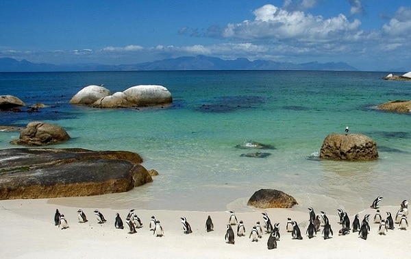 Boulders Beach y sus pingüinos en Sudáfrica