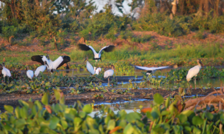Brasil: el Pantanal, un paraíso ecológico