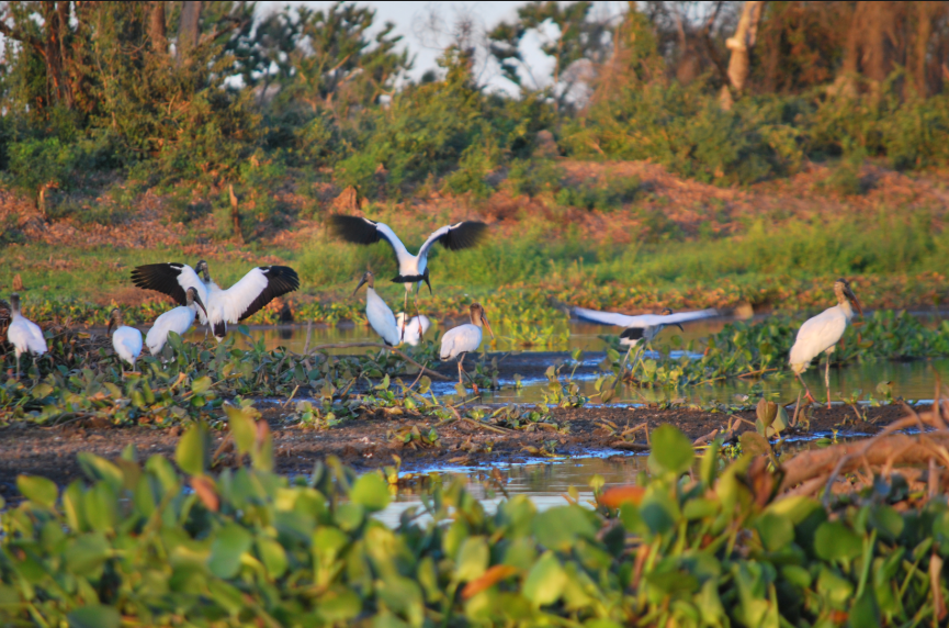 pájaros del pantanal
