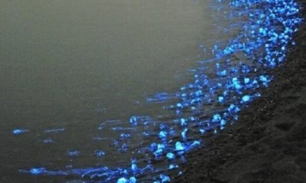 Calamar luciérnaga en la bahía de Toyama en Japón