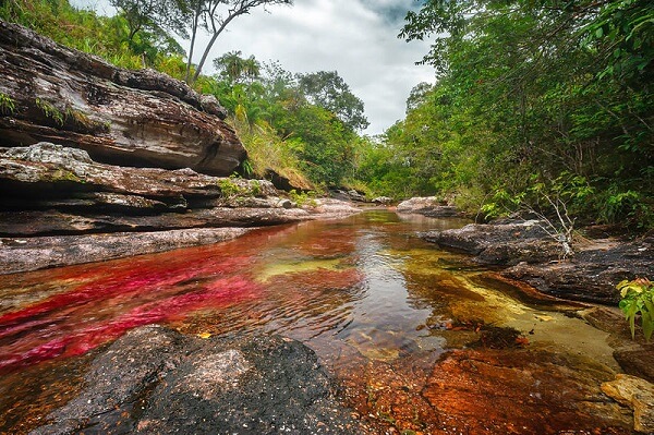 Caño Cristales, el “río de los 5 colores” de Colombia