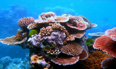 La Gran Barrera de Coral: un refugio de belleza acuática en peligro de extinción