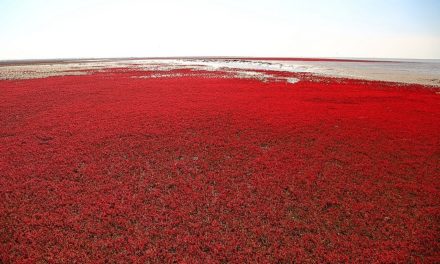 La playa roja de Panjin en China