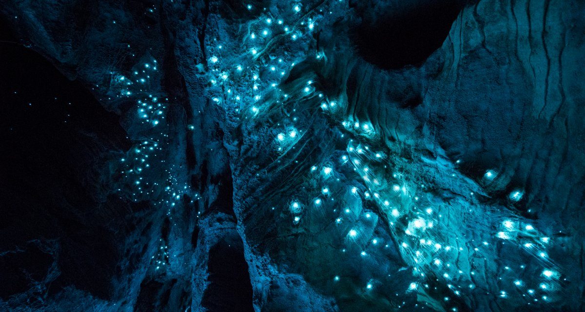 Las cuevas de Waitomo iluminadas por luciérnagas