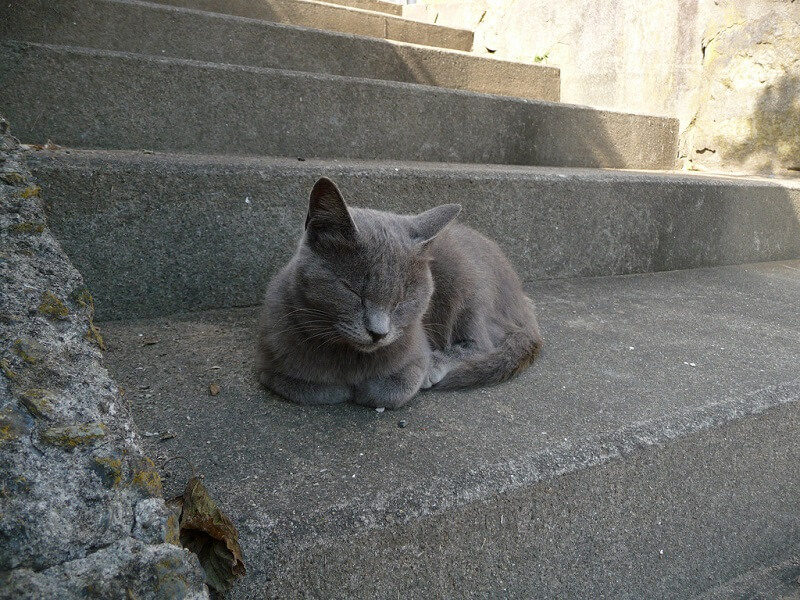 Tashirojima, la isla de los gatos en Japón