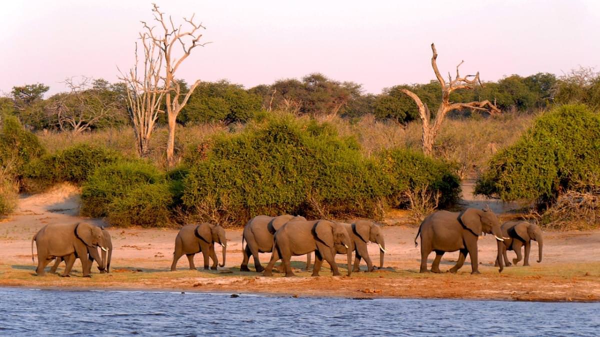 elefante de chobe de botswana 1