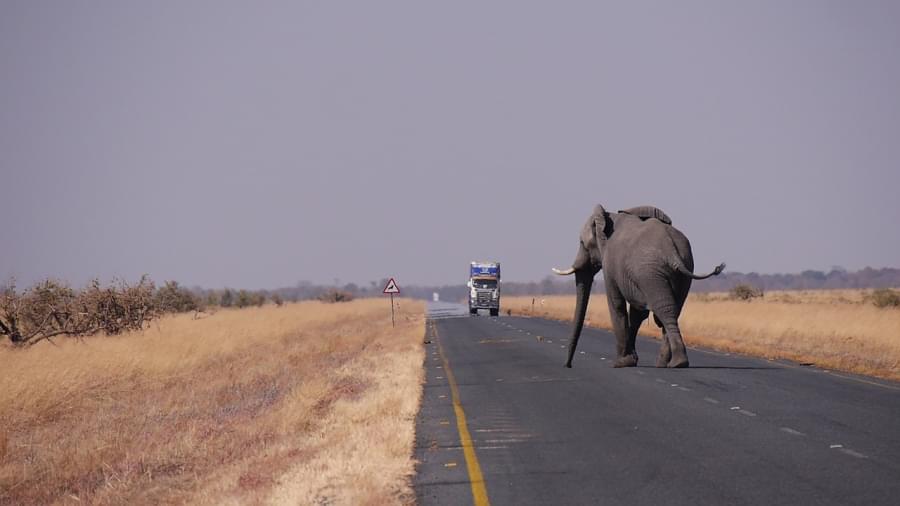 elefante de botswana cruza la calle