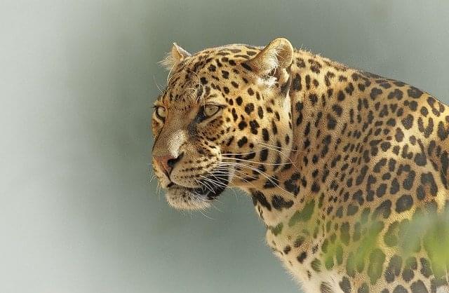 parque nacional leopardo serengeti