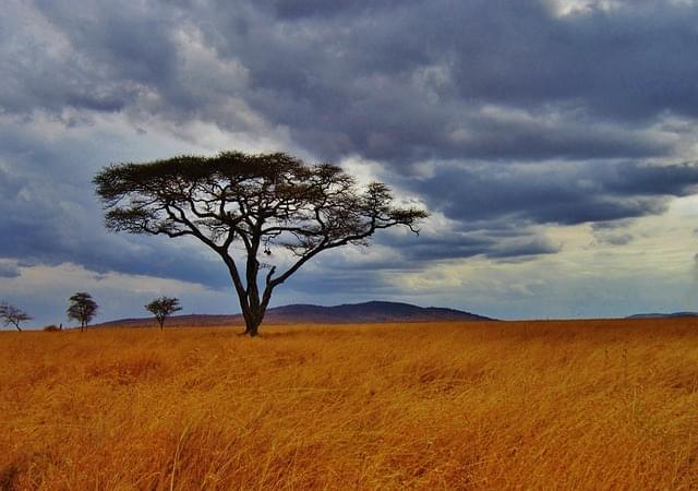 safari de árboles de acacia serengeti