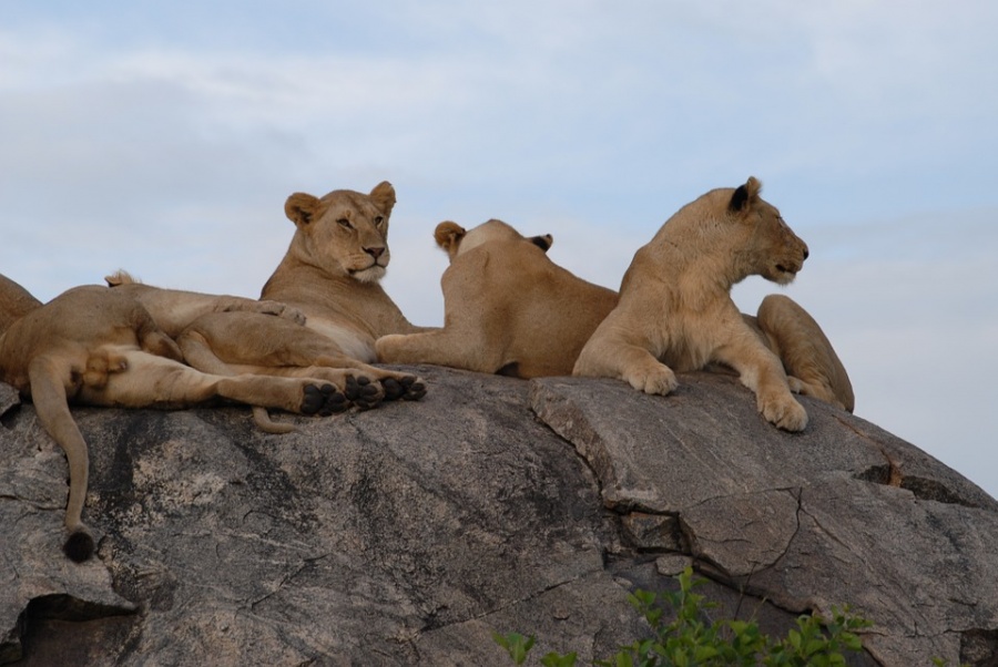 leones en tanzania