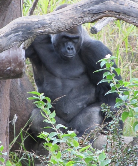 gorila congo africa