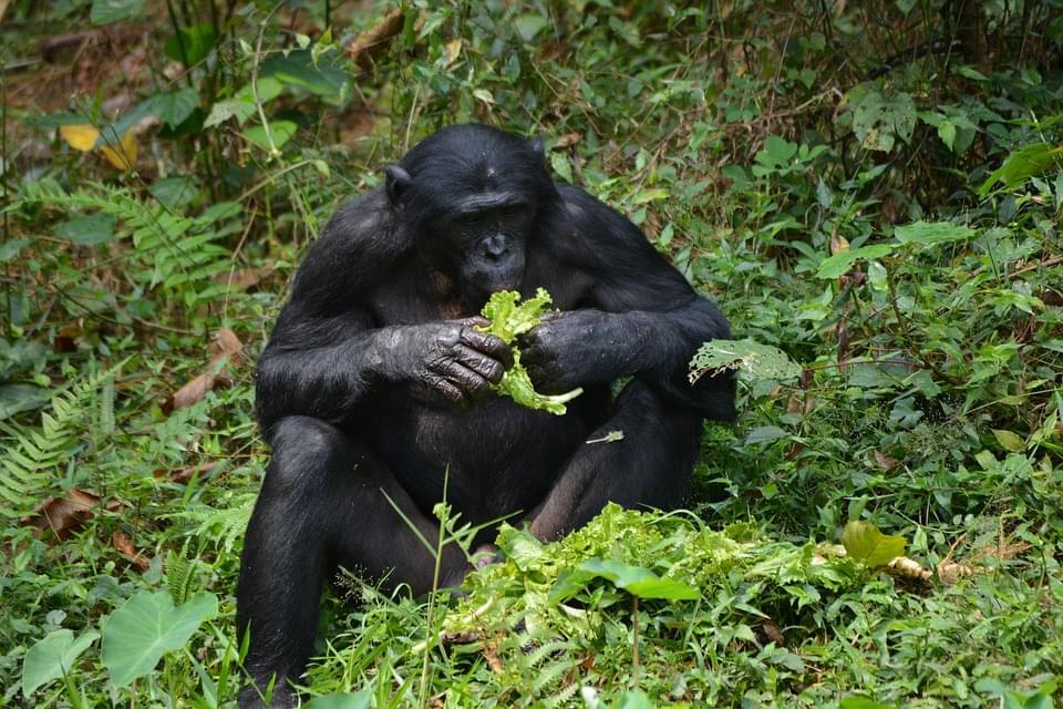 chimpancés, congo, áfrica