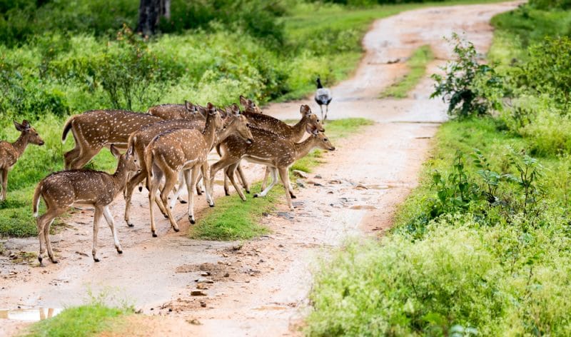 Parque Nacional de Bandipur, India