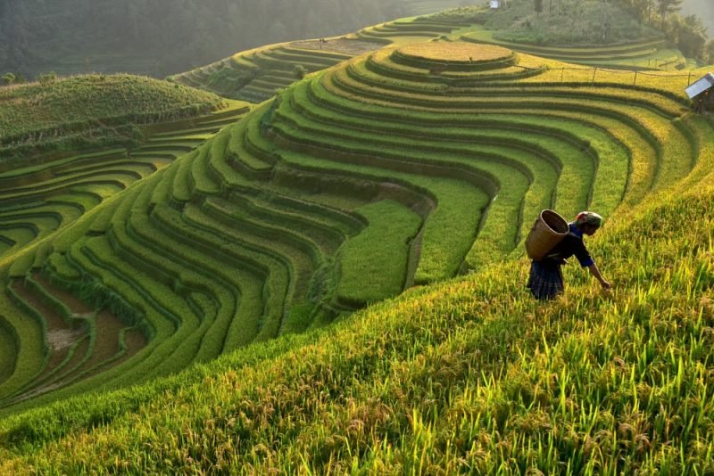 Campo de arroz de Sa Pa, Vietnam