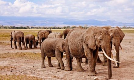 Cuándo ir a Kenia: clima y mejor época para un safari