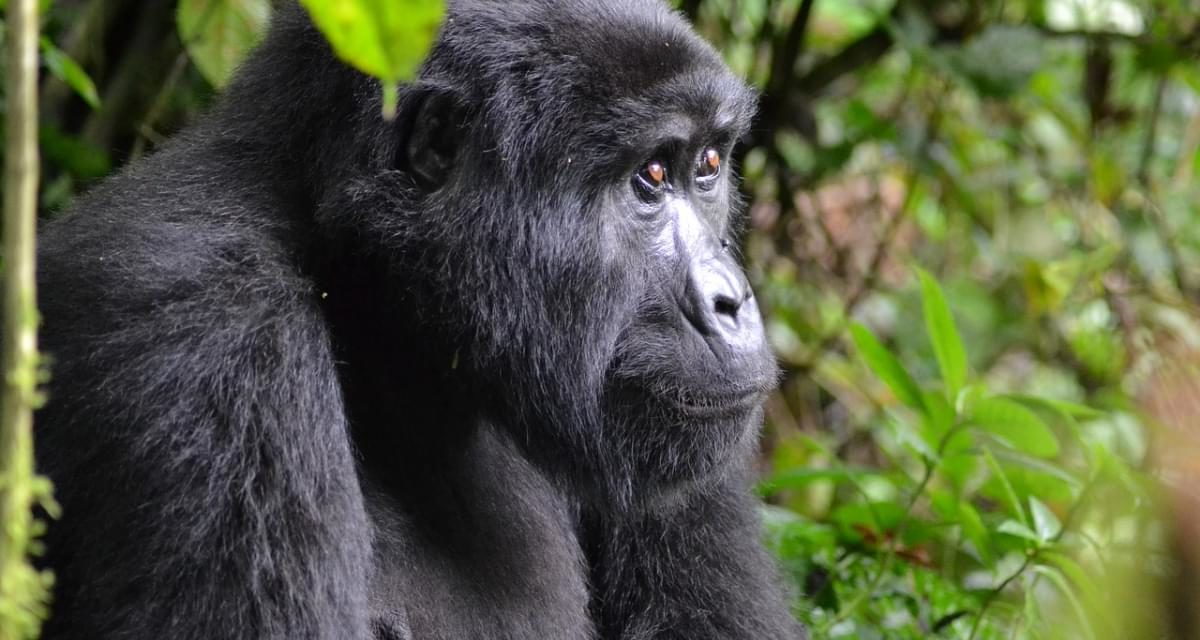 Parque Nacional Impenetrable de Bwindi, Uganda: dónde está, cuándo ir y qué ver
