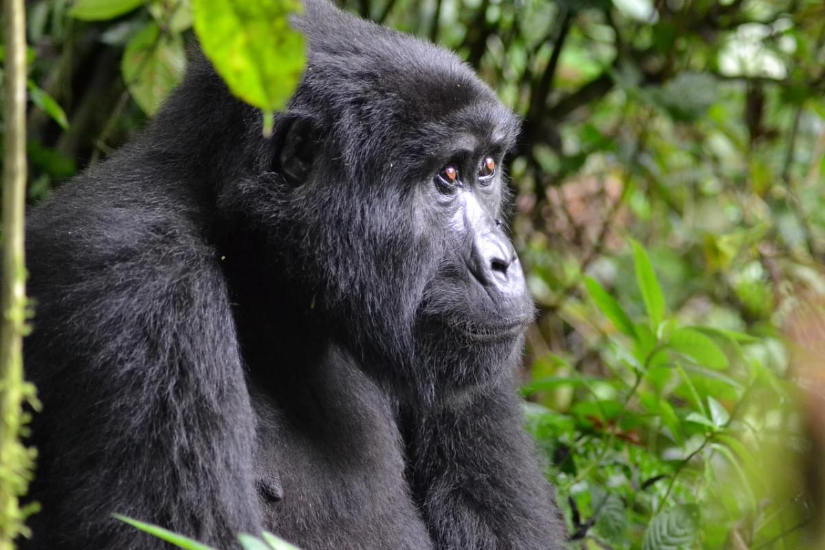 gorila uganda bwindi africa 1