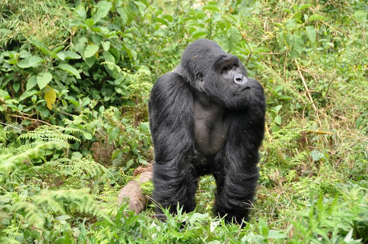 Mono Gorila Espalda Plateada Ruanda
