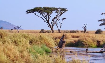 Parque Nacional del Serengeti, Tanzania: dónde está, cuándo ir y qué ver