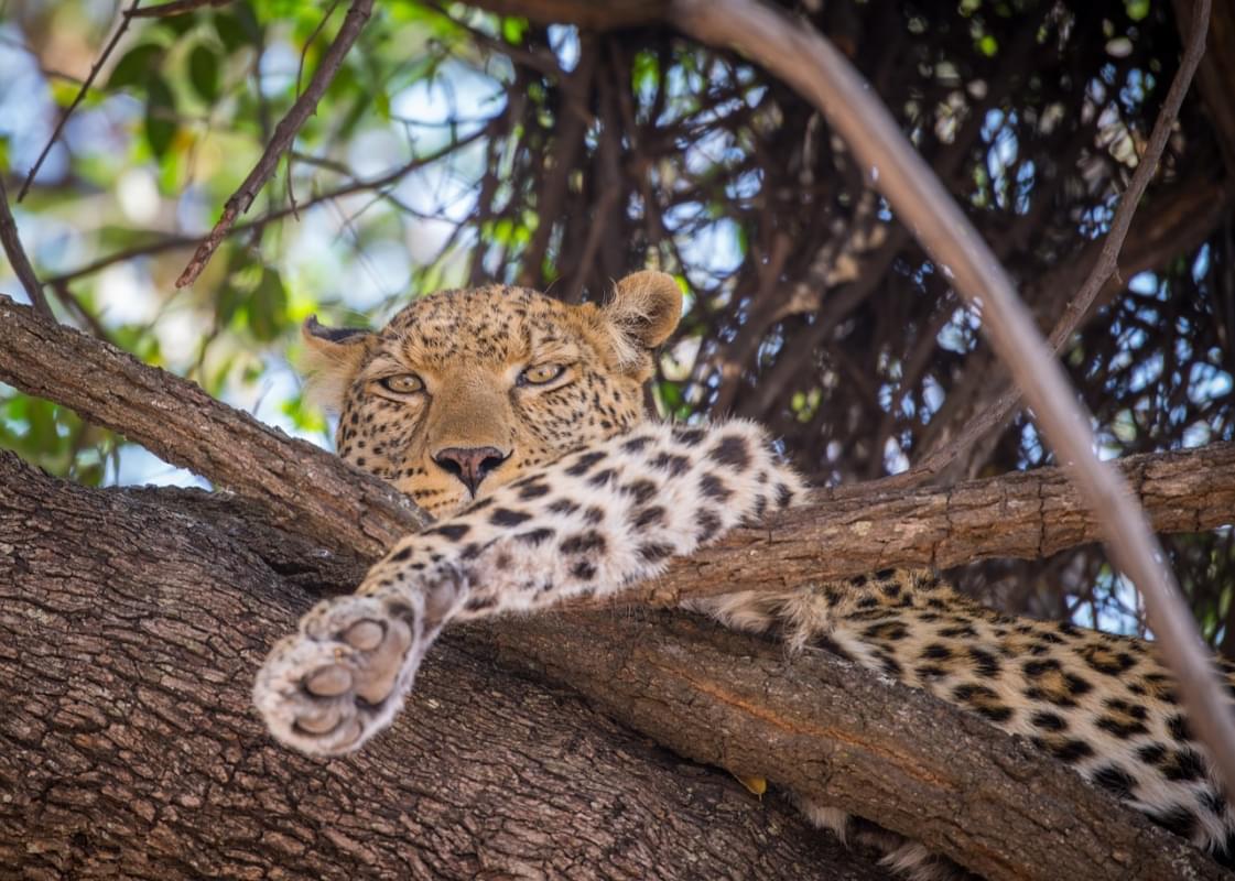 Leopardo árbol hembra descansando