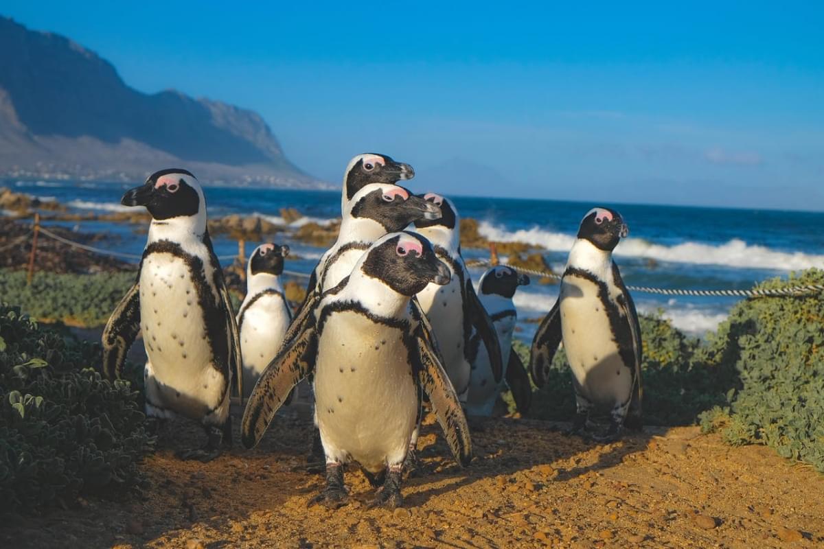 grupo de pingüinos africanos