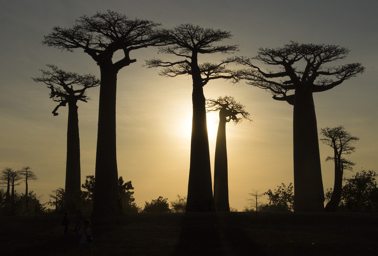 Madagascar Baobab Albero Natura 1