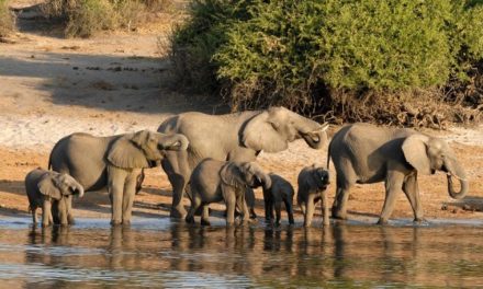 Safari en Botswana: precios, cuando ir y donde
