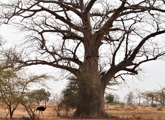 Majestuoso árbol salvaje de África