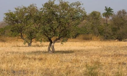 Safaris en Gambia: precios, cuando ir y donde