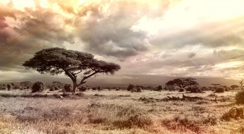 ¿Cuál es el mejor momento para un Safari en Kenia?