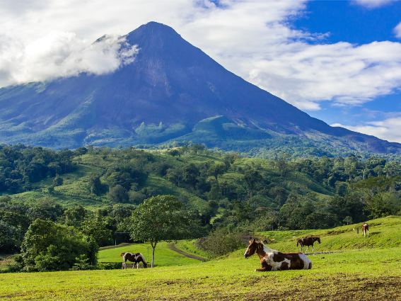 Cuatro caballos con patrón blanco y marrón pastando al pie del Volcán Arenal, representados como una imagen de las mejores cosas que hacer en Costa Rica