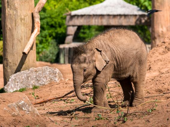 Elefante bebé en el zoológico de Chester, uno de los mejores zoológicos del mundo