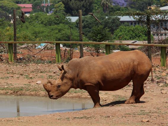 Foto de un rinoceronte en uno de los mejores zoológicos del mundo, el zoológico de Pretoria
